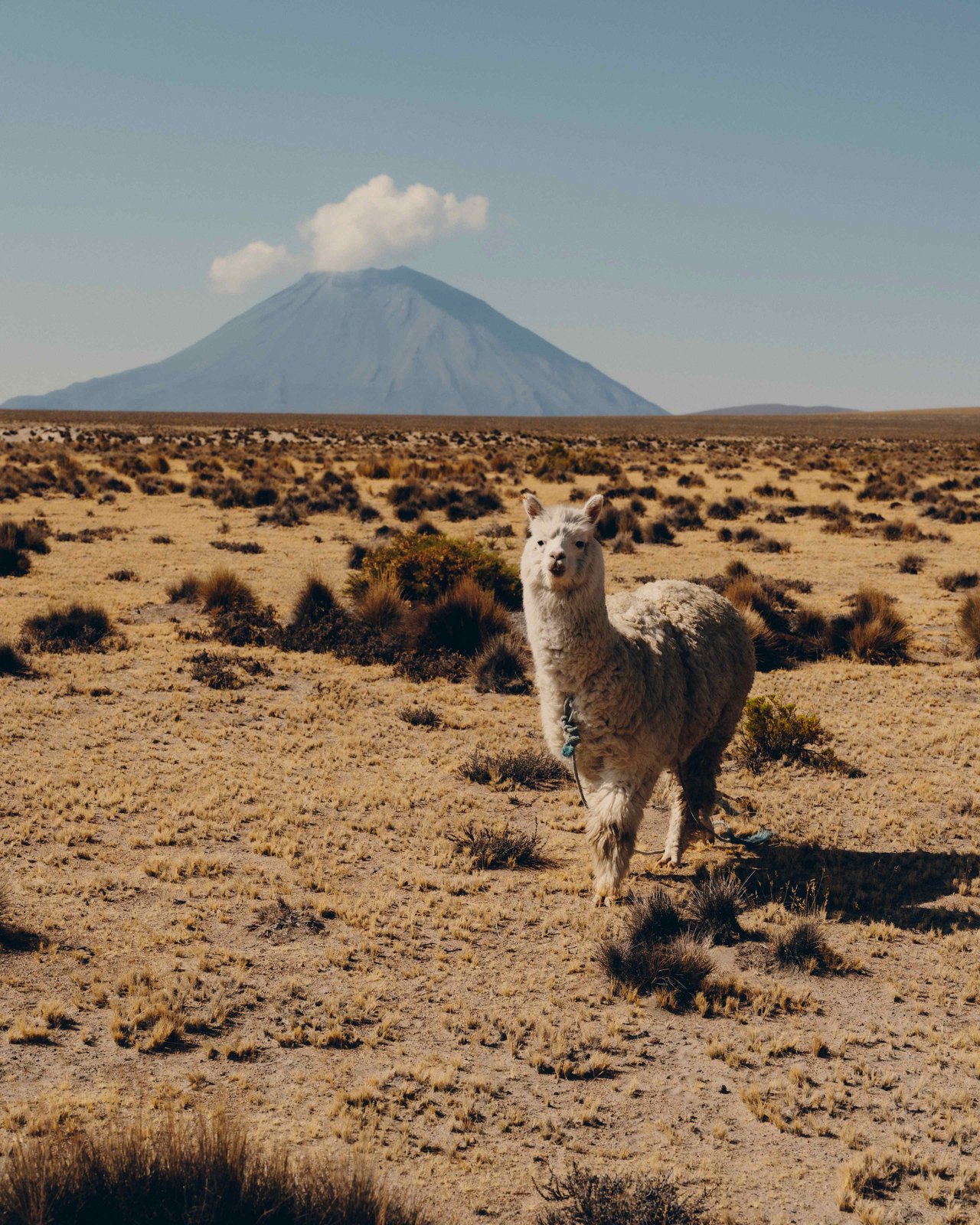 Andean Explorer, A Belmond Train - on board