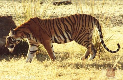 Tiger at Tadoba National Park